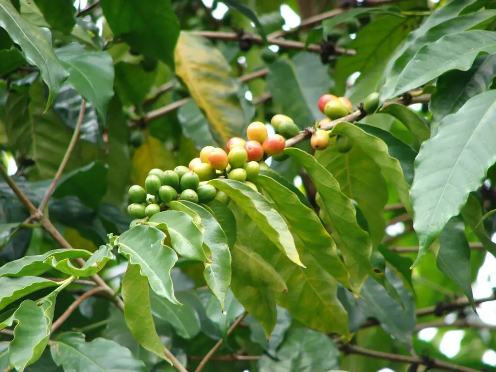 Coffea arabica