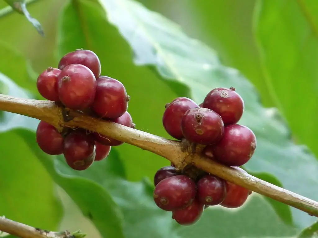 Coffea canephora