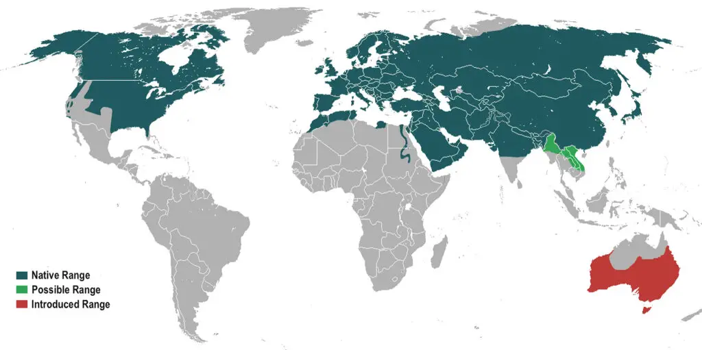 Map showing the global distribution of the red fox across continents