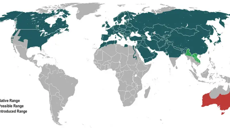 The world distribution of the Red Fox (Vulpes vulpes)