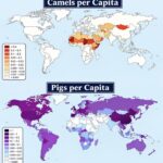 Pigs vs Camels: How Every Country Compares Per Capita Camels vs Pigs Copmpared