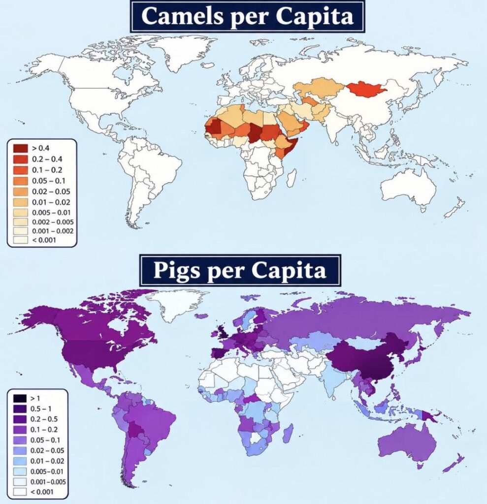 Camels vs Pigs Copmpared