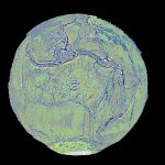 Global vertical gravity gradient visualisation (3D)