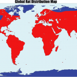 Global rat distribution map Global rat distribution map