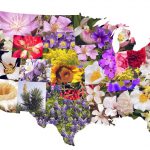 State flowers of the contiguous U.S.