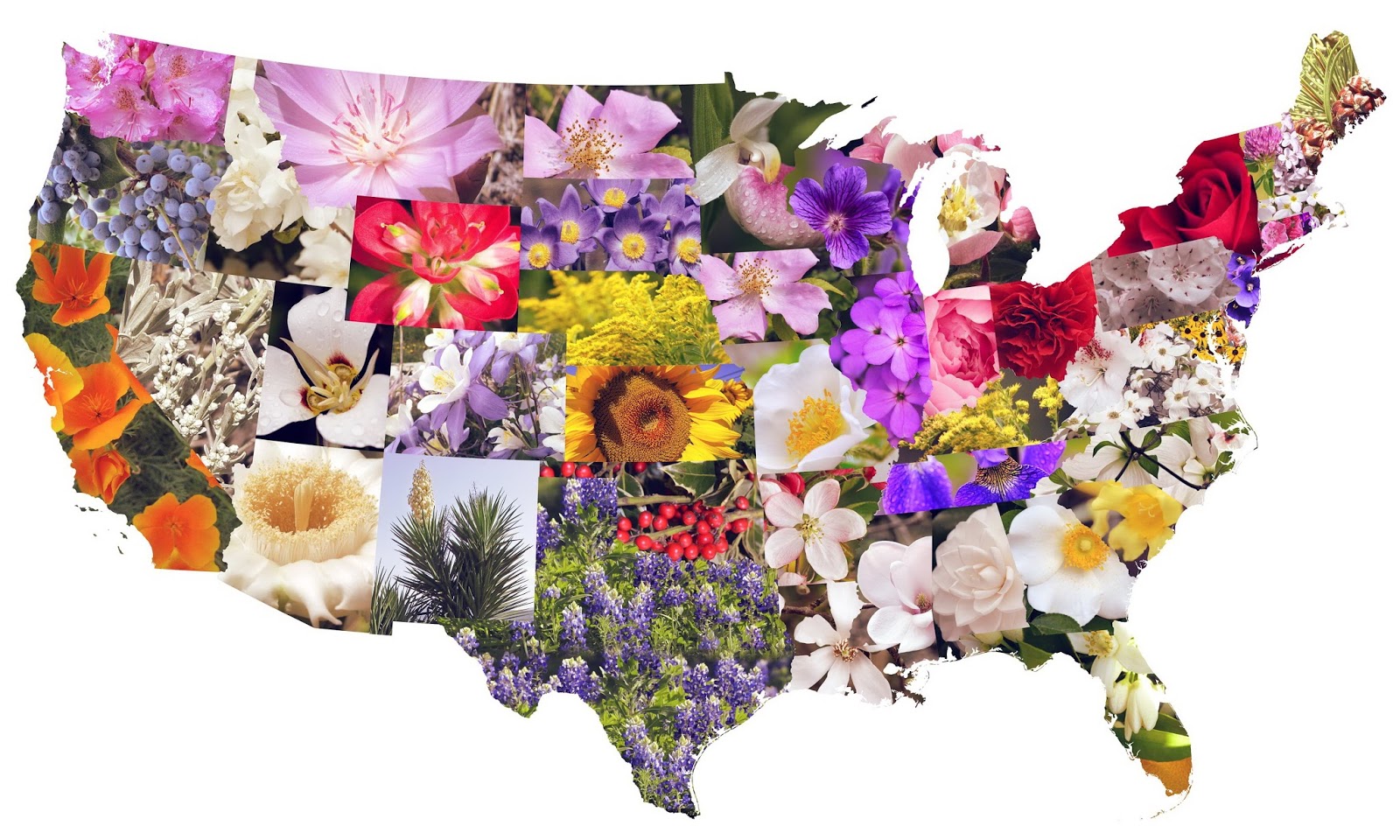 US-flowers - Vivid Maps