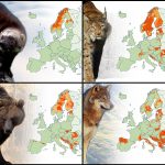Large carnivores of Europe Carnivores of Europe