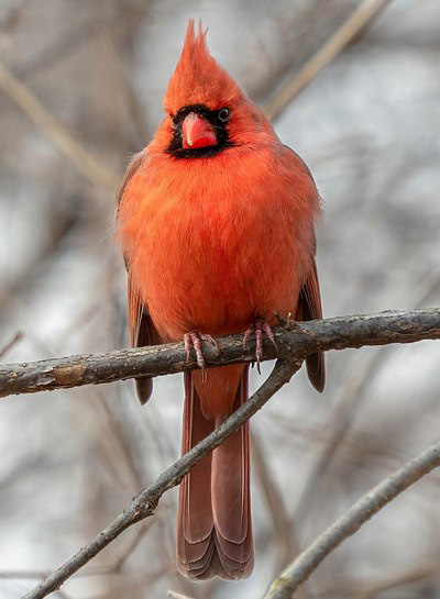 Northern Cardinal
