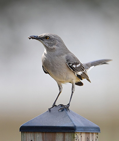 Northern Mockingbird