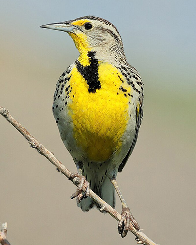 Western Meadowlark