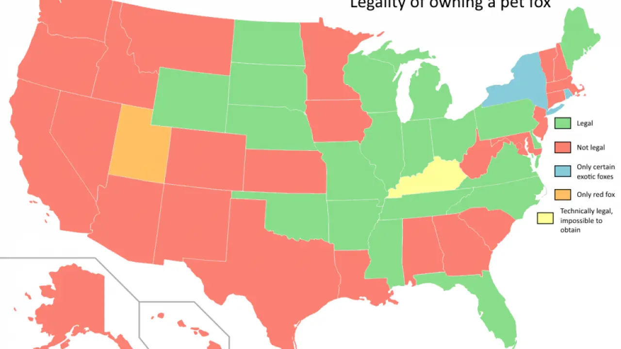 Legality Of Owning A Pet Fox By Us State Vivid Maps