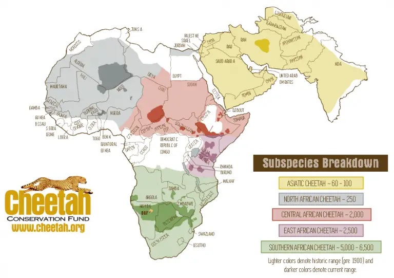 The distribution of cheetah subspecies Vivid Maps