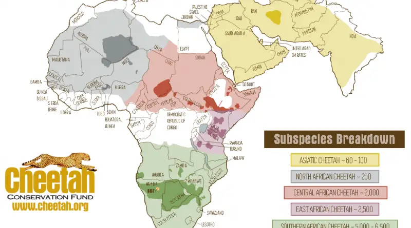 Cheetah distribution