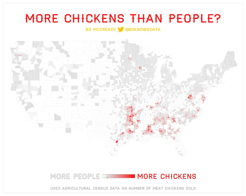 More chickens than people?