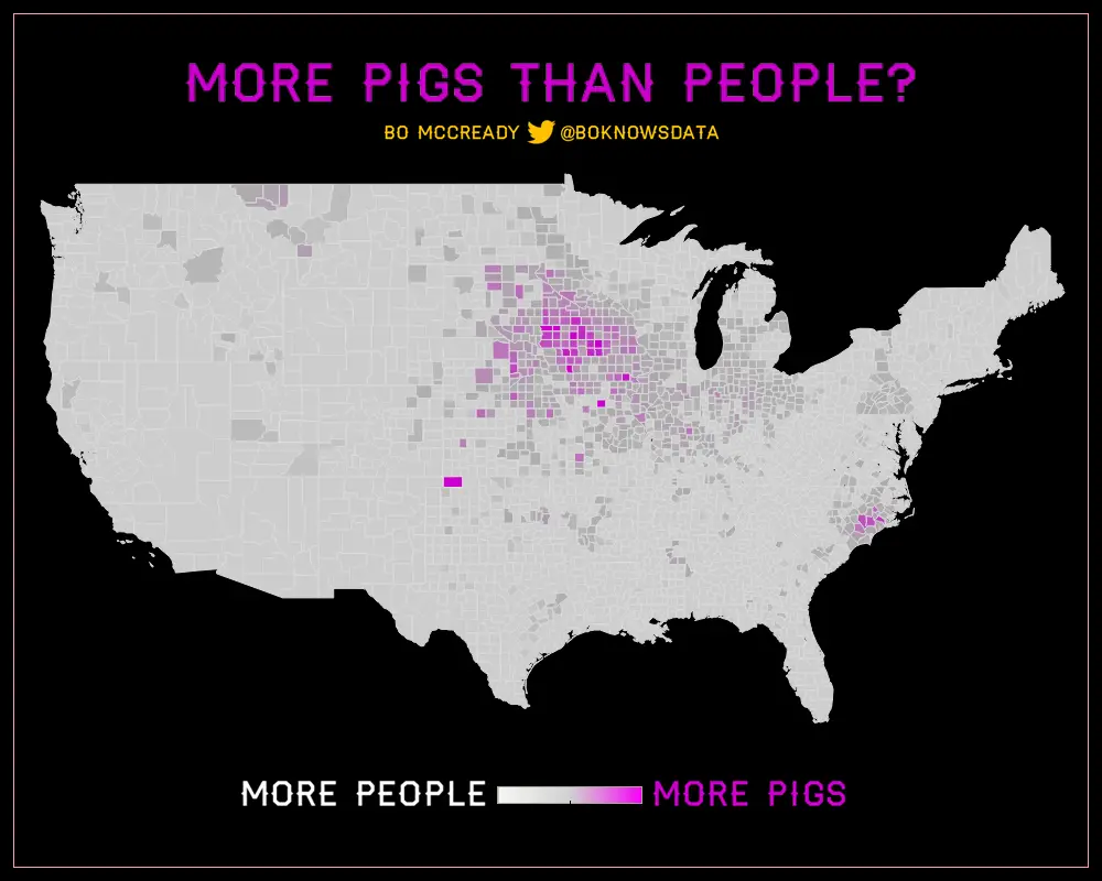 More pigs than people?