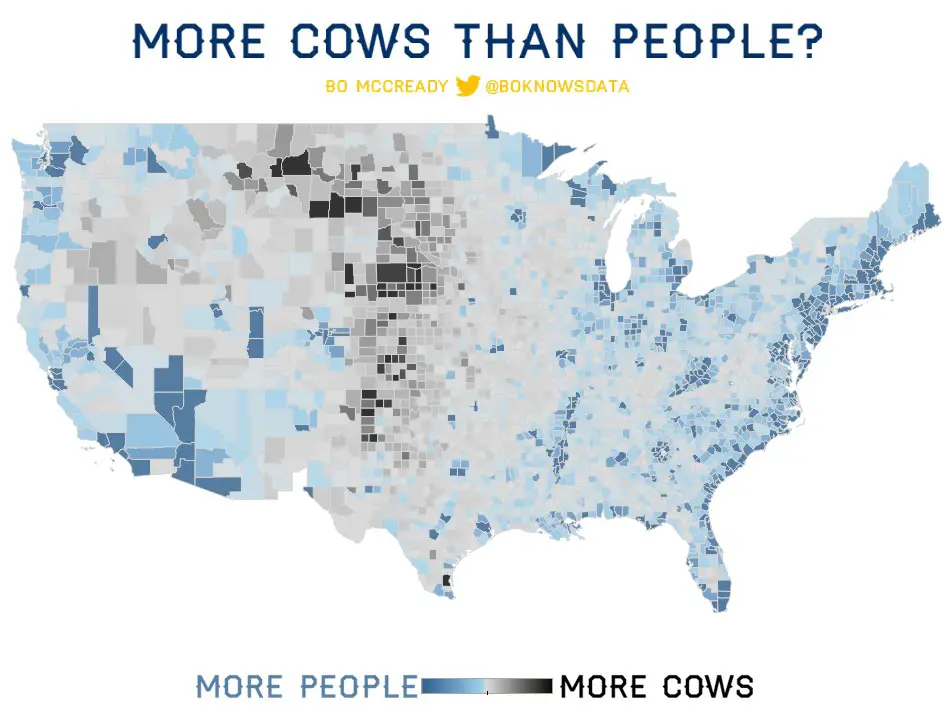 More cows than people?