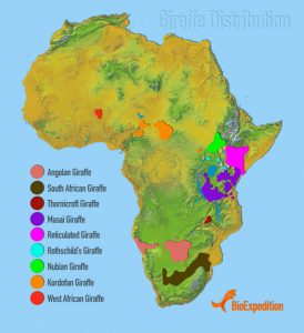 Regional map of giraffes' patterns in Africa - Vivid Maps