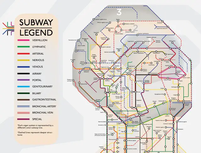 Subway map of human body