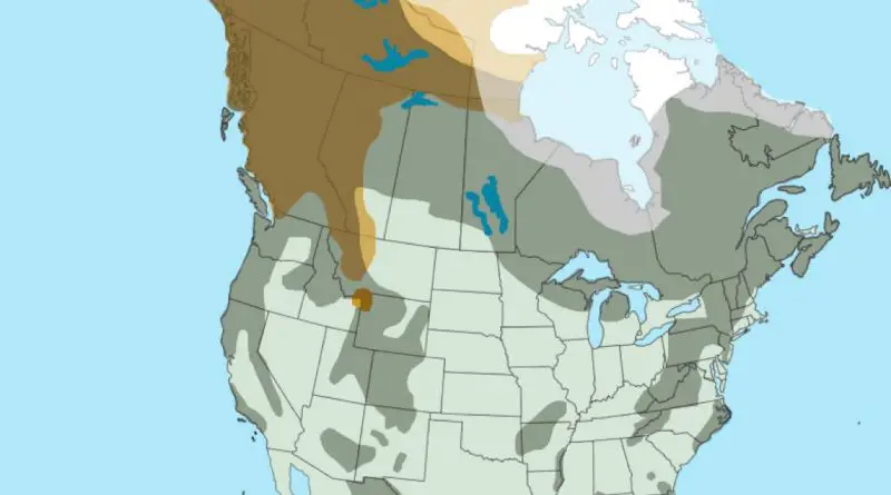 Bears in North America