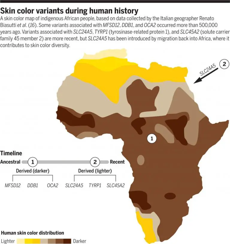 Human skin color distribution - Vivid Maps