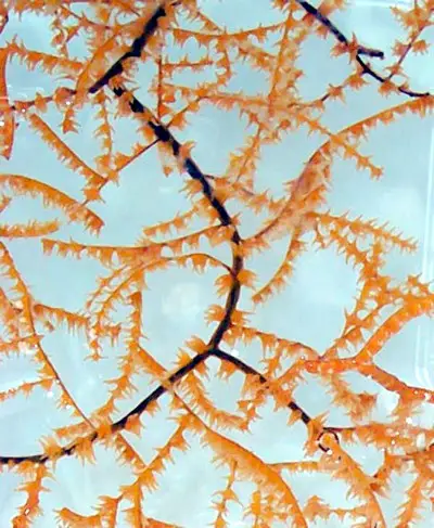 Black coral is symbol of Hawaii