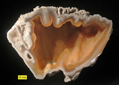 Agatized coral 