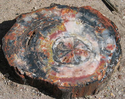 Petrified wood