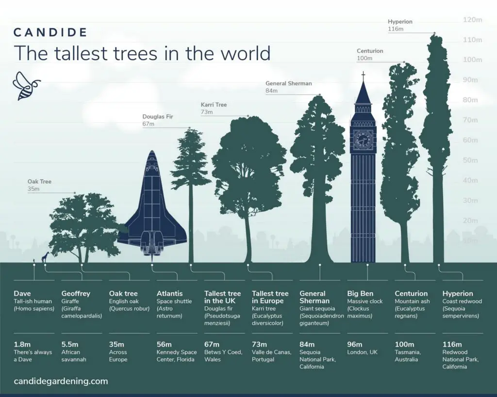 Tree Height Maps Vivid Maps