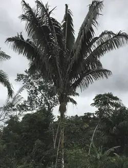 Patwa palm