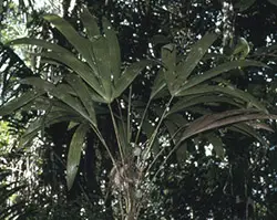 Poktamui palm tree