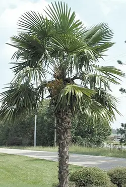 The Chinese windmill palm