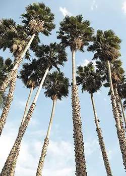 Mexican washingtonia