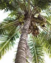 The coconut tree