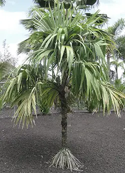 Rootspine palm