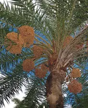 Date palm