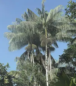 Mountain cabbage palm (Euterpe precatoria)