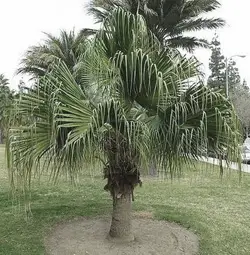 The Chinese fan palm