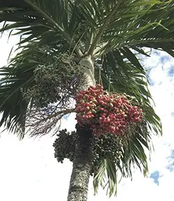 Manila palm