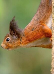 Red Squirrel