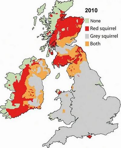 Red and Gray Squirrel Distributions Mapped - Vivid Maps