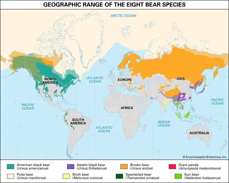 World map of the bear population Vivid Maps