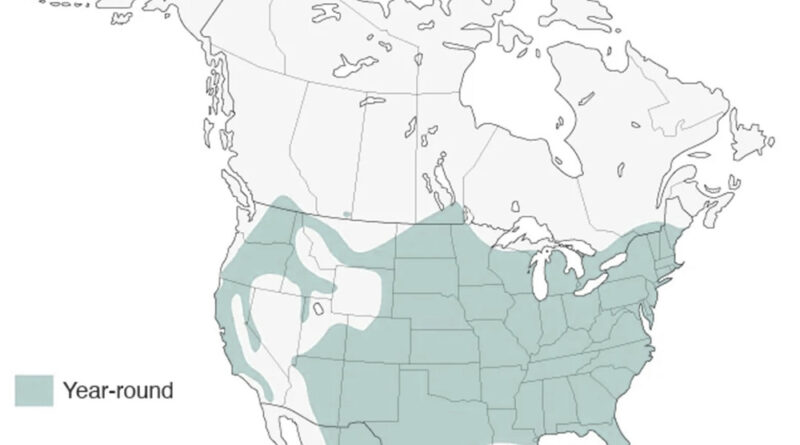 The range of wild turkey