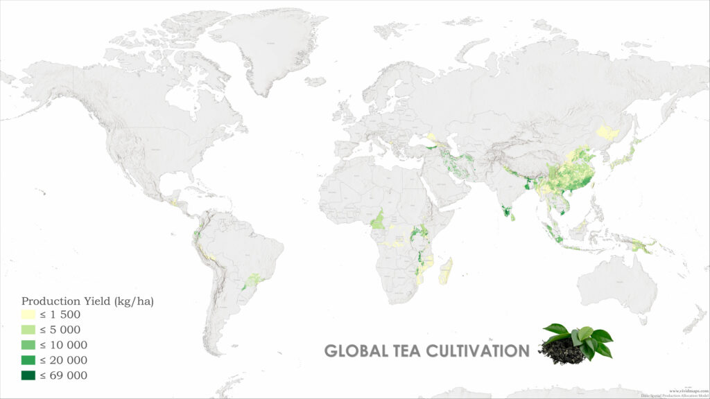 Global Tea Cultivation Mapped