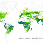 Mapped Wheat Maize and Rice production