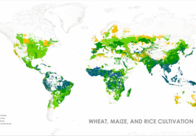 Mapped Wheat Maize and Rice production