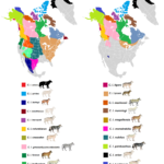 North Americas wolf subspecies