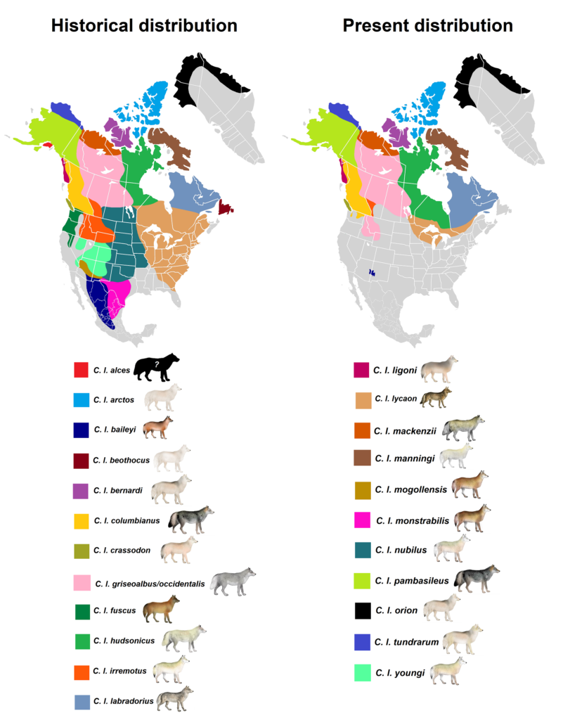 North Americas wolf subspecies