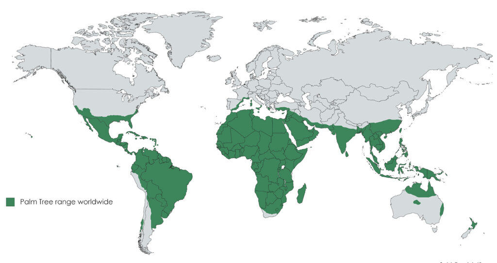Places where palm trees grow