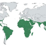 The Native Range of Palm Trees Around the World Places where palm trees grow