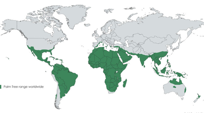 Places where palm trees grow